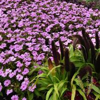 Solarscape® XL Lilac Spark Interspecific Impatiens Landscape