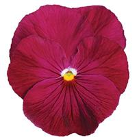 Spring Matrix™ Rose Pansy Bloom