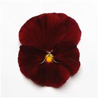 Spring Matrix™ Scarlet Pansy Bloom