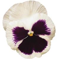 Spring Matrix™ White Blotch Pansy Bloom