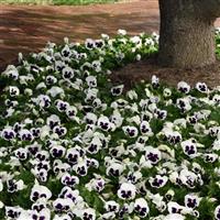 Spring Matrix™ White Blotch Pansy Landscape