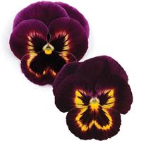 Spring Matrix™ Sangria Pansy Bloom