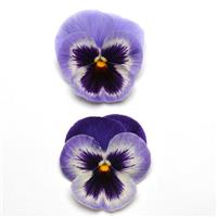Spring Matrix™ Blue Wing Pansy Bloom