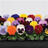 Spring Matrix™ Mixture Pansy Bloom