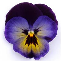 Spring Matrix™ Midnight Glow Pansy Bloom