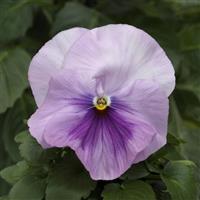 Spring Matrix™ Light Pink Shades Pansy Bloom