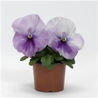 Spring Matrix™ Light Pink Shades Pansy Container