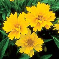 Coreopsis Early Sunrise Bloom