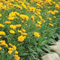 Coreopsis Early Sunrise Garden