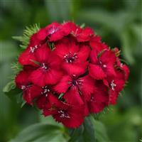 Sweet™ Cherry Dianthus Bloom
