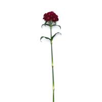 Sweet™ Purple Dianthus Single Stem, White Background