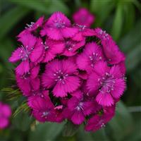 Sweet™ Neon Purple Dianthus Bloom