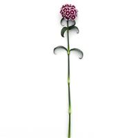 Sweet™ Purple White Bicolor Dianthus Single Stem, White Background