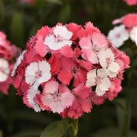 Sweet™ Salmon Magic Dianthus Bloom