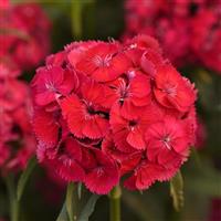 Sweet™ Dusty Flamingo Dianthus Bloom