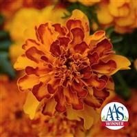 Bonanza™ Bolero French Marigold Bloom