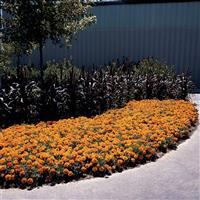 Bonanza™ Bolero French Marigold Landscape
