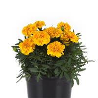 Bonanza™ Gold French Marigold Container