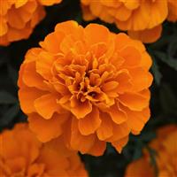 Bonanza™ Deep Orange French Marigold Bloom