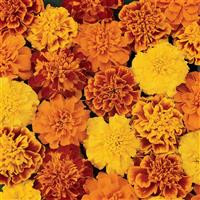 Bonanza™ Mixture French Marigold Bloom