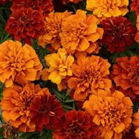 Fireball French Marigold Bloom