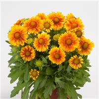 Gaillardia Mesa Peach Container