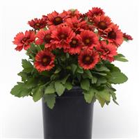 Gaillardia Mesa Red Container