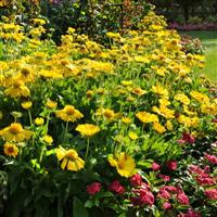 Gaillardia Mesa Yellow Landscape