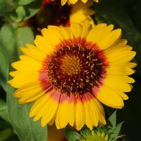 Gaillardia Mesa Bright Bicolor Bloom