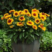 Gaillardia Mesa Bright Bicolor Container