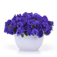 Top Wave™ Blue Blotch Spreading Pansy Container