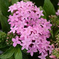 Lucky Star® Lavender Pentas Bloom