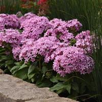 Lucky Star® Lavender Pentas Landscape