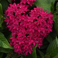 Lucky Star® Lipstick Pentas Bloom