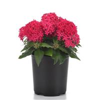 Lucky Star® Lipstick Pentas Container
