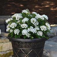Lucky Star® White Pentas Container
