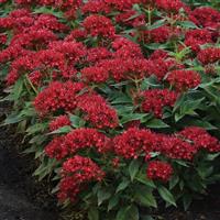Lucky Star® Dark Red Pentas Landscape