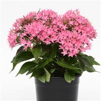 Lucky Star® Deep Pink Pentas Container