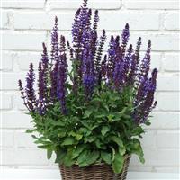 Salvia New Dimension™ Blue Container