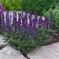 Salvia New Dimension™ Blue Landscape