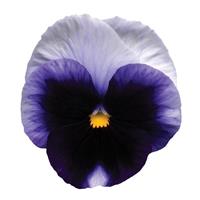 Matrix® Beaconsfield Pansy Bloom