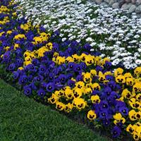 Matrix® Blue Blotch Pansy Landscape