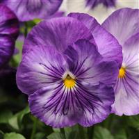 Matrix® Lavender Shades Pansy Bloom