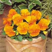 Matrix® Orange Pansy Container