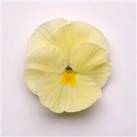 Matrix® Primrose Pansy Bloom