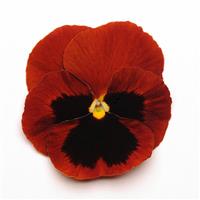 Matrix® Red Blotch Pansy Bloom