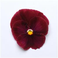 Matrix® Rose Pansy Bloom