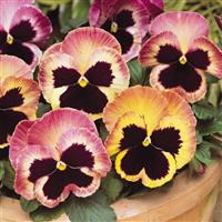 Matrix® Sunrise Pansy Bloom