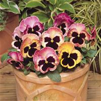 Matrix® Sunrise Pansy Container