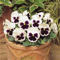 Matrix® White Blotch Pansy Container